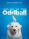 Chú Chó Oddball - Oddball And The Penguins
