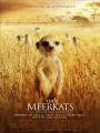 Loài Cầy Vằn Châu Phi - The Meerkats