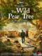 Cây Lê Dại - The Wild Pear Tree