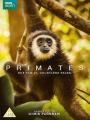 Câu Chuyện Về Các Loài Linh Trưởng - Primates