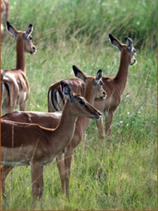 Miền Đất Serengeti Vĩ Đại The Great Serengeti.Diễn Viên: Yvan Attal,Bérénice Bejo,Jean,François Stévenin