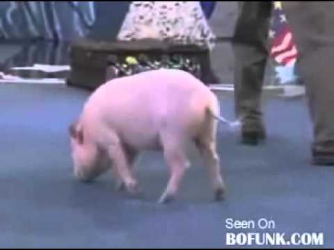 Xiếc lợn hay nhất Thế giới !!!