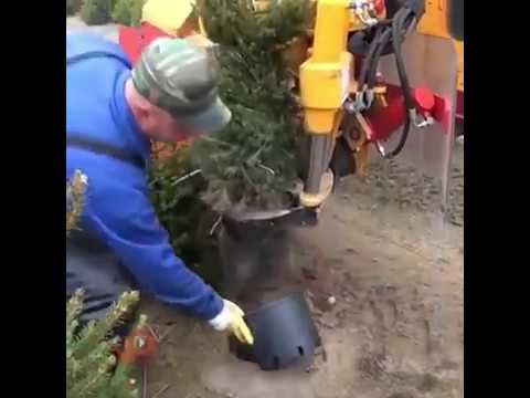 Noel này nhà các bác đã có cây thông chưa? :D