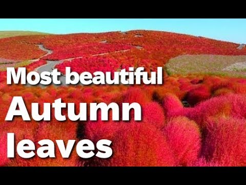 Cánh đồng hoa đẹp nhất thế giới :o