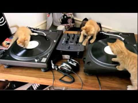 3 chú mèo đánh DJ cực chất :D