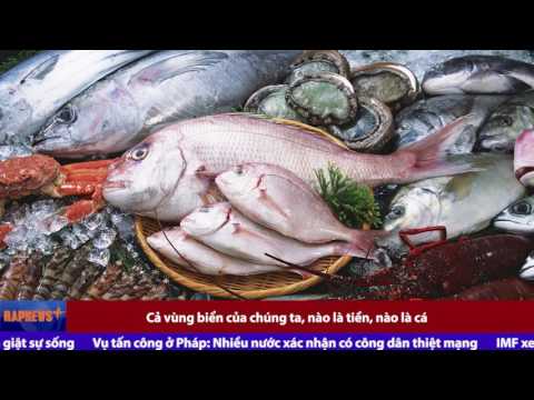 [OFFICIAL] RapNews chuyên đề 12: Formosa chớ làm vẩn đục biển của Việt Nam chúng ta