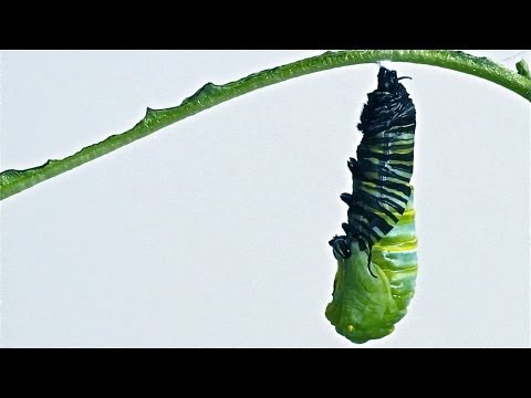Quá trình biến hóa từ sâu thành bướm