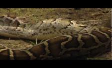 Trăn vs Cá sấu :-ss