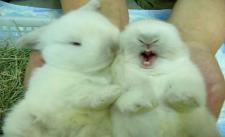 Hai con thỏ =))