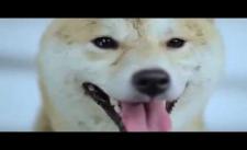 Câu Chuyện Cảm Động Về Chú Chó Bị Bỏ Rơi (Shiba) Bạn sẽ khóc khi xem nó