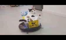 Mèo đi xe điện like a boss