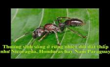 10 loài côn trùng nguy hiểm nhất