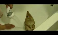 Tắm cho thỏ