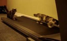 Mèo tập thể dục