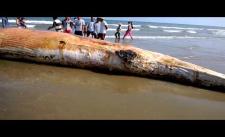 Cận cảnh cá voi khổng lồ trôi dạt vào bờ ở Thanh Hóa