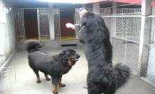 Chó Ngao Tây Tạng ở Thái Bình