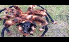 Ma nhện ăn thịt người là có thật :O kinh vồn