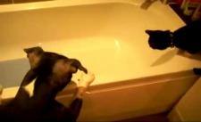 Vãi cờ hó, đẩy mèo xuống bồn tắm :))