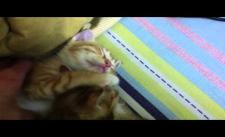 Không biết mèo nó ngủ hay nó chết nữa :))