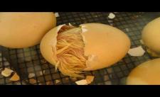 Bạn đã biết trứng gà nở thế nào chưa?