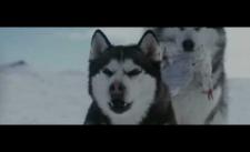 Câu chuyện cảm động về những chú chó bị bỏ lại ở Nam Cực