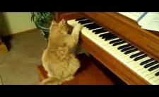 Thánh mèo chơi piano