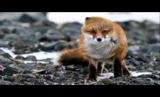 What Does the Fox Say vs Radioactive