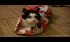 Hướng dẫn gói mèo làm quà =))