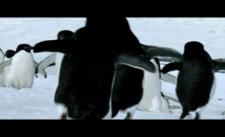 Chim cánh cụt tập bay?