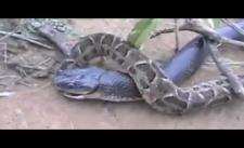 Cuộc chiến giữa rắn hổ và trăn :-ss