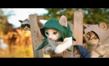 Biết đội mèo Assassin's Creed, cute vãi :3