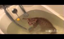 Meo meo meo. Có con mèo bơi trong bể nước :))