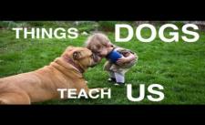 Những điều cần học tập từ loài cún