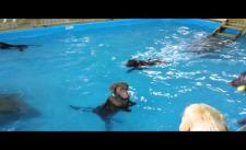 Nhà có điều kiện - Xây riêng hồ bơi để nuôi chó