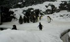 Chú chim cánh cụt vui mừng quẩy tưng khi thấy tuyết rơi