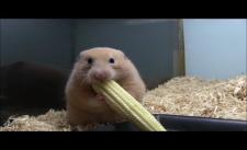 Hamster ăn ngô