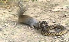 Cuộc chiến giữa sóc và rắn