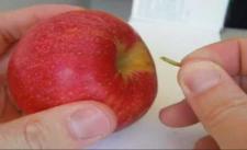 Chia quả táo thành 4 miếng đều nhau không cần dùng dao :D