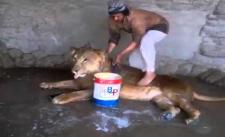 Việc nhẹ lương cao :v Tắm và massage cho sư tử mỗi ngày :D