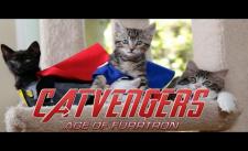 Marvel's Avengers: Age of Ultron phiên bản mèo cute :3