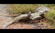 Video cảm động Cá Sấu chui vào miệng Trăn nhổ răng sâu