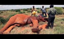 Cận cảnh con người cứu voi khi bị nhiễm độc