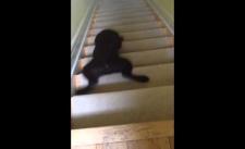 Xuống cầu thang level Chó