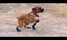 Khi những chú chó lần đầu tiên mang giày :))