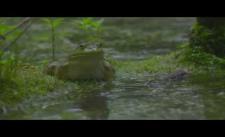 Video slow-motion đẹp về những chú ễnh ương sau một trận mưa