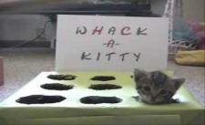 Whack A Kitty - Trò chơi kute nhất thế giới