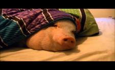 Chuyện gì xảy ra khi để 1 miếng bánh trước mũi con lợn đang ngủ?
