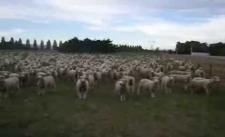 Đoàn cừu biểu tình