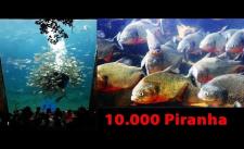 Thử thách bơi trong bể cùng 10.000 con cá hổ Piraha