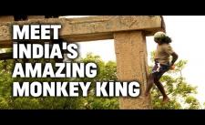 Vua của loài khỉ ở Ấn Độ